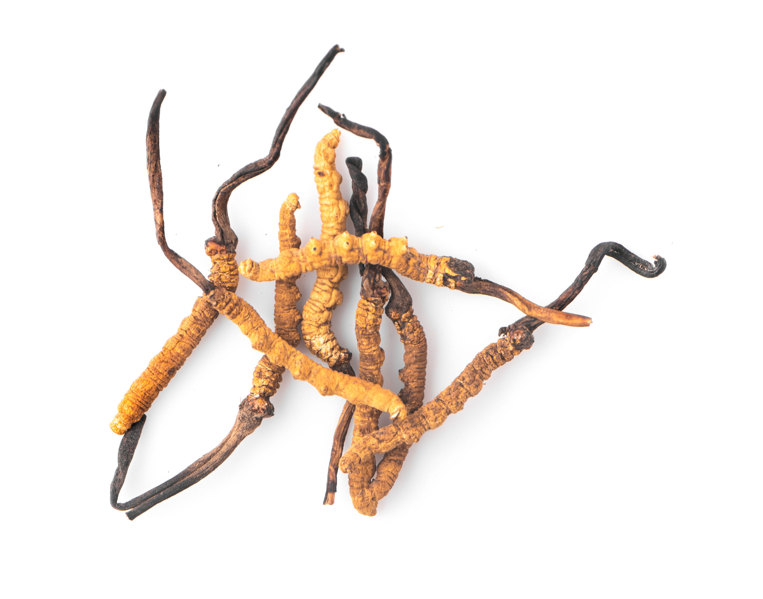Cordyceps