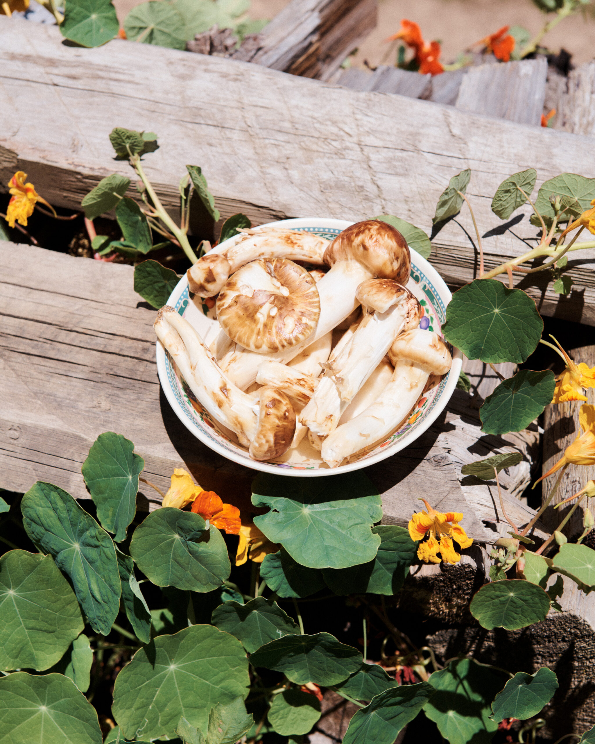 Matsutake mushrooms