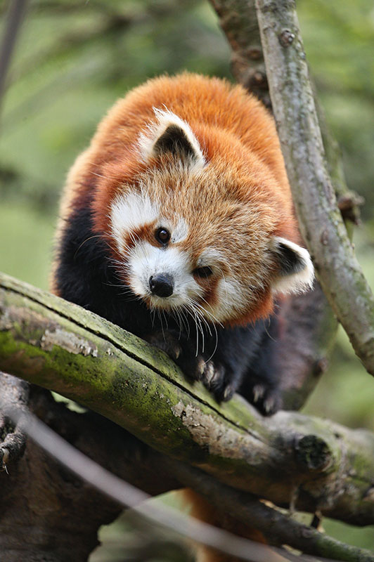 Rare spotting: the red panda, the crane and the snow leopard