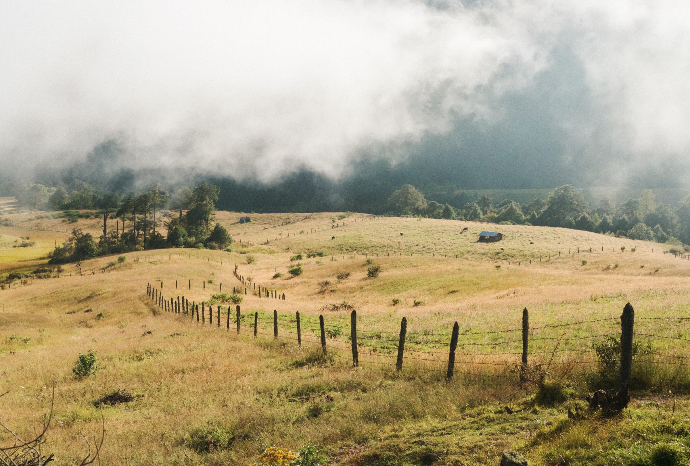 Alpine meadows
