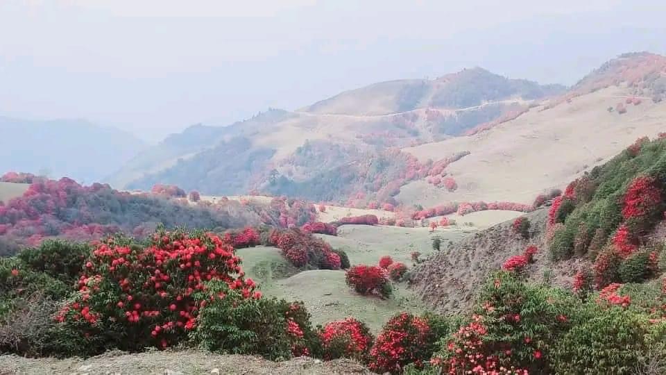 Rhododendron Festival